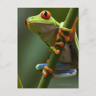 Carte Postale Costa Rica, Monteverde, Grenouille des arbres roug