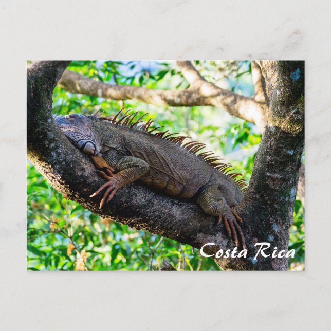 Carte Postale Costa Rica, Muelle - Lazy Iguana reposant dans un  (Devant)