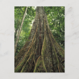 Carte Postale Costa Rica, Parc national du Corcovado, habillé