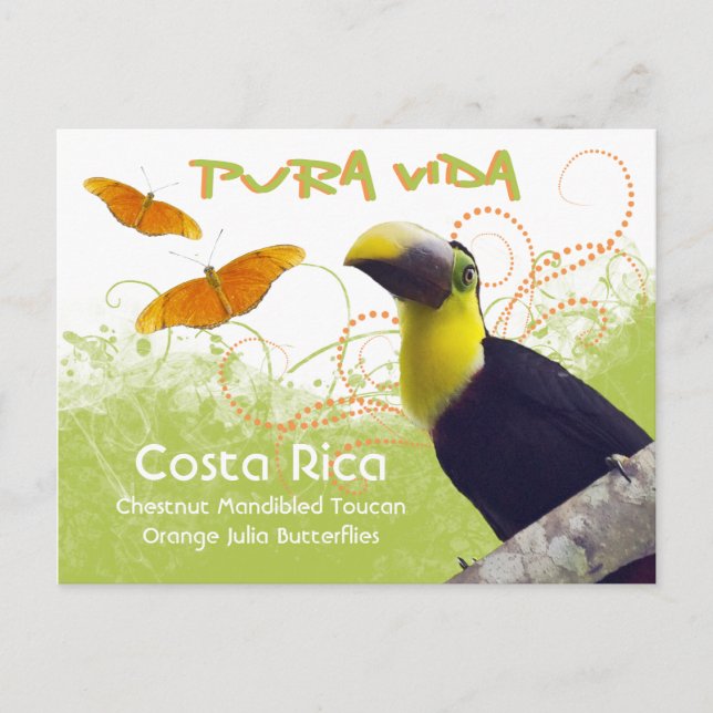 Carte postale Costa Rica Pura Vida Toucan (Devant)