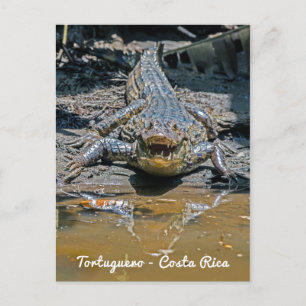 Carte Postale Costa Rica, Tortuguero - Crocodile agressif