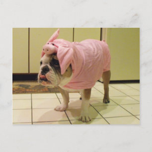 Carte Postale costume de bulldog
