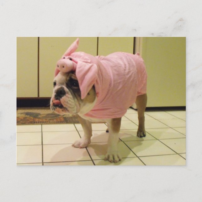 Carte Postale costume de bulldog (Devant)