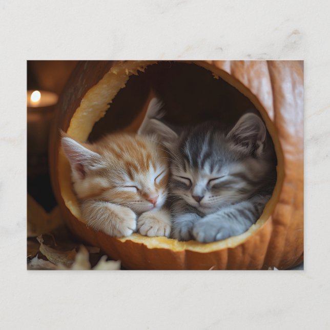 Carte Postale Cosy Kittens Snuggle dans un Citrouille (Devant)