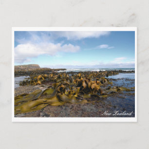 Carte Postale Côte de varech, paysage rocheux, Nouvelle-Zélande