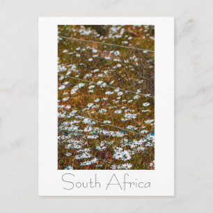 Carte Postale Côte Ouest Afrique du Sud Fleurs sauvages
