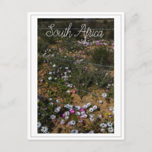 Carte Postale Côte Ouest Afrique du Sud Fleurs sauvages