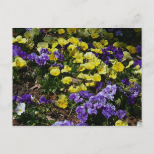 Carte Postale Coteau de panneaux violets et jaunes