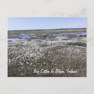 Carte Postale Coton de porc en fleur, Offaly, Irlande