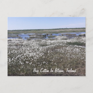 Carte Postale Coton de porc en fleur, Offaly, Irlande