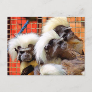 CARTE POSTALE COTON - TOP TAMARIN SINGES