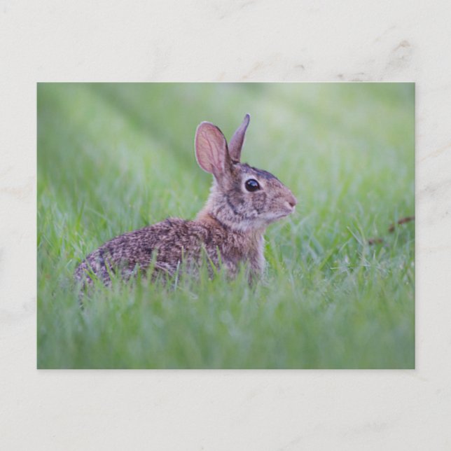 Carte Postale Cottontail Est (Devant)