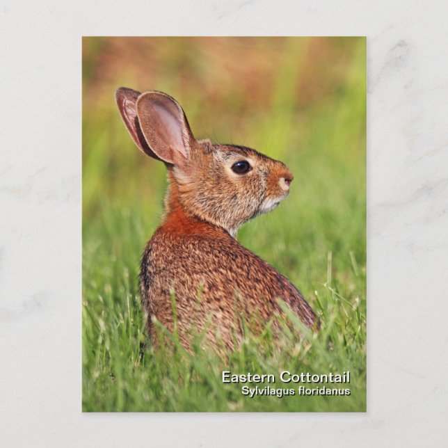 Carte postale Cottontail Est (Devant)