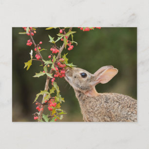 Carte Postale Cottontail Est Sud du Texas