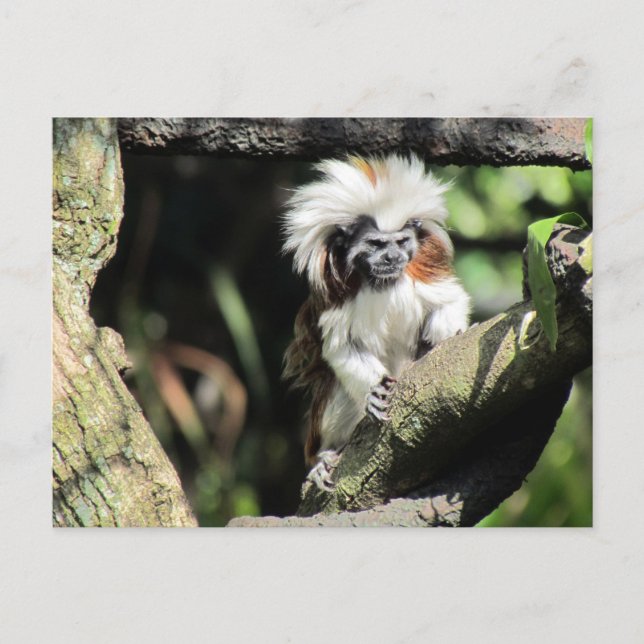 Carte postale Cottontop Tamarin (Devant)