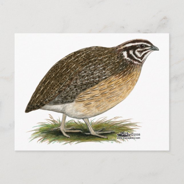 Carte Postale Coturnix Pharaoh (Devant)