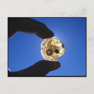 Carte Postale Cou de Jessups, Long Island