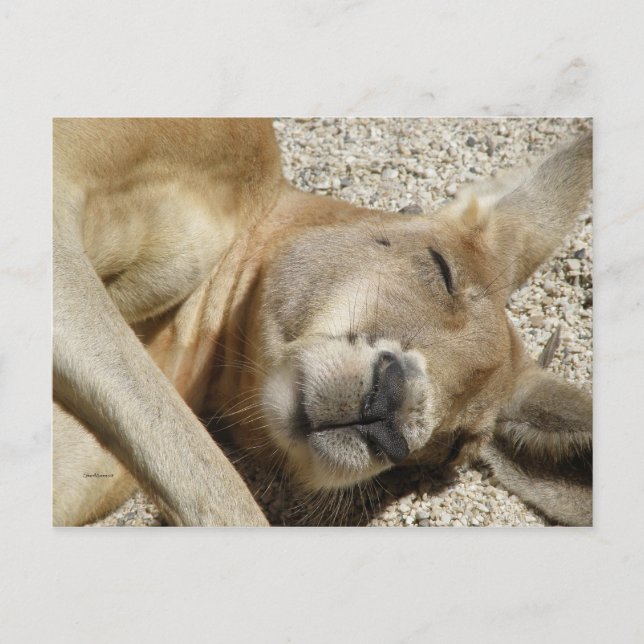 Carte postale couchage Kangaroo QLD Australie (Devant)
