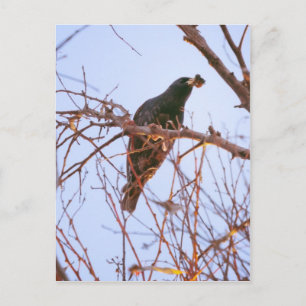 Carte Postale coucher de soleil