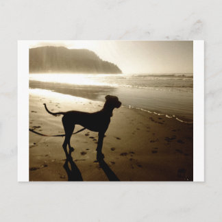 Carte Postale Coucher de soleil avec chiot Dogue Allemand