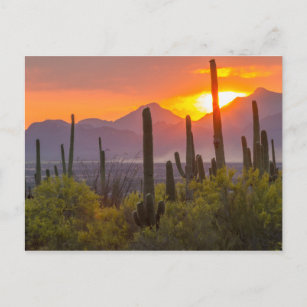 Carte Postale Coucher de soleil de cactus du désert, Arizona