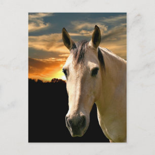 Carte Postale Coucher de soleil de cheval de Buckskin