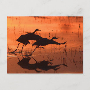 Carte Postale Coucher de soleil de la Crête de sable