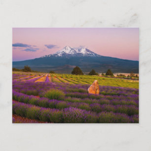 Carte Postale Coucher de soleil de la lavande Shasta...