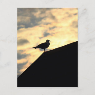 Carte Postale Coucher de soleil de Sea Gull