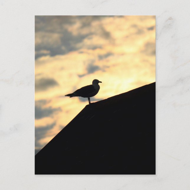 Carte Postale Coucher de soleil de Sea Gull (Devant)