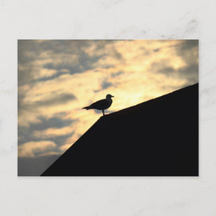 Carte Postale Coucher de soleil de Sea Gull