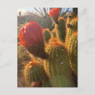 Carte Postale Coucher de soleil des fleurs de cactus rouges