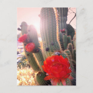 Carte Postale Coucher de soleil des fleurs de cactus rouges