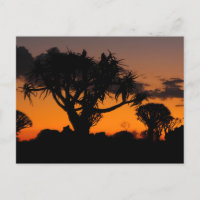 Coucher de soleil en Namibie