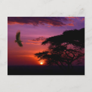 Carte Postale Coucher de soleil en Serengeti, Tanzanie