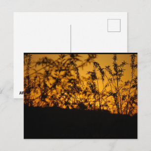 Carte Postale Coucher de soleil orange silhouette de campagne