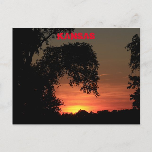 Carte Postale Coucher de soleil silhouette de l'arbre du Kansas (Devant)