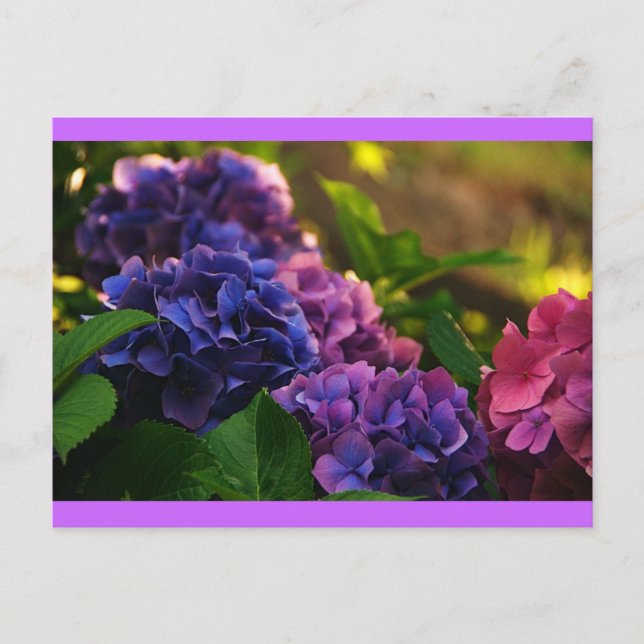 Carte Postale Coucher de soleil sur Hydrangeas (Devant)