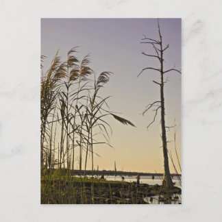 Carte Postale Coucher de soleil sur le marais de Louisiane