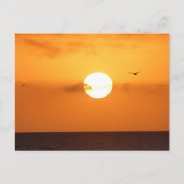 Carte Postale Coucher de soleil sur l'océan : pélican