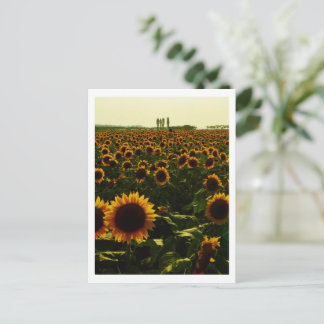 Carte Postale Coucher de soleil Tournesol, Sakura City, Japon