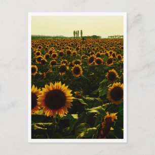 Carte Postale Coucher de soleil tournesol, ville de Sakura, Japo