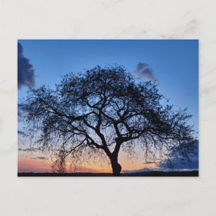 Carte Postale Coucher du soleil