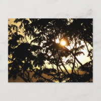 Coucher du soleil à travers les arbres I Photograp