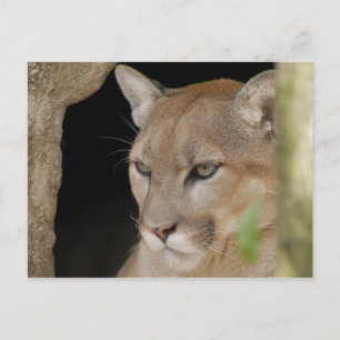 Carte Postale Cougar 013