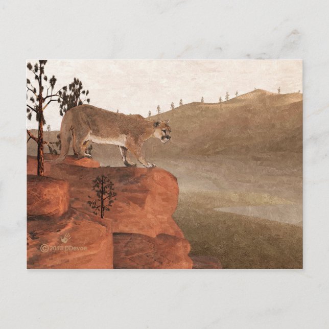 Carte Postale Cougar - Concentration (Devant)