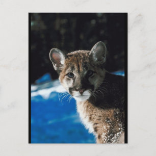 Carte Postale Cougar Cub