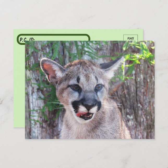 Carte postale Cougar Cub avec boîte d'identité (Devant / Derrière)