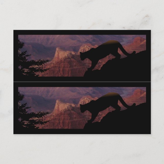 Carte Postale Cougar et le Grand Canyon (Devant)