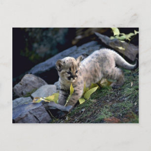Carte Postale Cougar, petit de six semaines